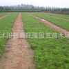 批發(fā) 黑松樹苗 綠化苗木 黑松小苗 路邊綠化 園林綠化 黑松苗