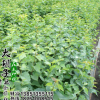 丁香苗低價(jià)批發(fā) 規(guī)格齊全 丁香樹(shù)苗 別墅道路小區(qū)公園綠化