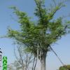 櫸樹(shù) 紅櫸樹(shù) 工程精品櫸樹(shù) 苗圃種植批發(fā) 防護(hù)樹(shù)品種齊全