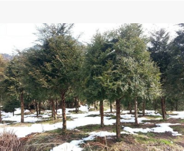南方紅豆杉8-10公分基地直銷，紅豆杉大樹苗