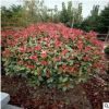 供應(yīng) 紅葉石楠 紅葉石楠球 80-100公分高 獨桿精品 四季常青樹