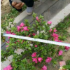 陜西哪有臘梅供應 周至苗木基地綠化苗木臘梅批發價
