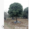 農戶直銷陜西本地桂花批發 西安名貴風景樹直銷名貴花