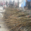 50---150公分的香玲核桃苗，品種純正核桃樹苗