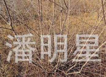 老潘花木為您提供東北紅葉樹種擰勁槭4公分以上適合庭院街道栽種