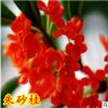 室內(nèi)庭院盆栽嫁接桂花樹(shù)苗 朱砂桂 狀元紅 沉香桂 丹桂 當(dāng)年開(kāi)花
