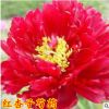 庭院植物多年生芍藥花苗 紅杏子芍藥根塊 觀賞盆栽花卉15到20個(gè)芽