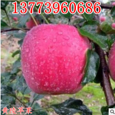 矮化盆栽蘋果樹苗紅富士盆栽果樹苗南方北方種植水果樹苗當年結果