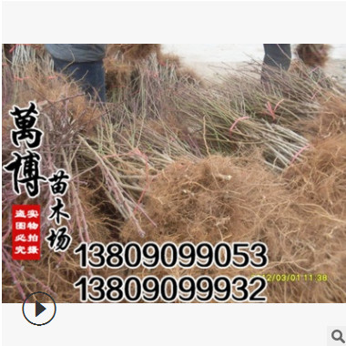 批發(fā) 嫁接桃樹大苗 水蜜桃 冬桃 黃桃 當年結果 適合南北方種植