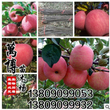 批發(fā) 果樹 果樹苗 蘋果苗 蘋果樹苗 紅富士蘋果當年結果包成活