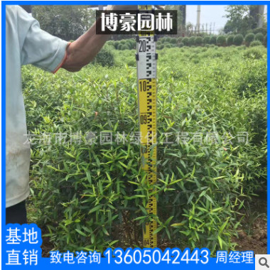 尖葉木樨欖球形園林苗木批發(fā) 廠家直銷供應(yīng)行道園林綠化風(fēng)景樹