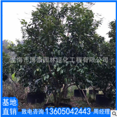 福建蜜柚園林果樹苗木廠家直銷批發(fā) 南方嫁接種植柚子樹當(dāng)年結(jié)果