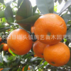 庭院可盆栽無核蜜橘果樹苗木批發(fā)砂糖橘樹苗 柑橘苗規(guī)格齊全