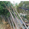 大量供應(yīng)欒樹 苗木綠化苗圃欒樹 批發(fā)工程欒樹苗
