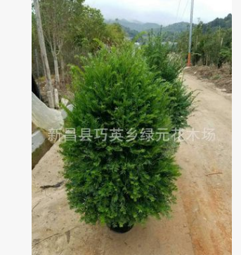 紅豆杉球形、柱形、塔形、及其它樹1到20公分