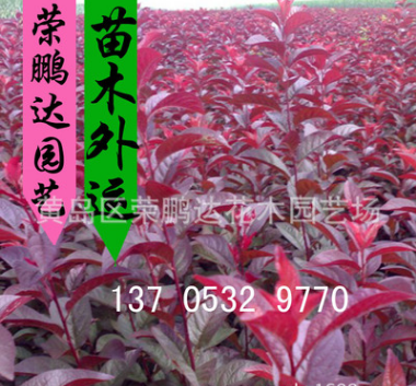 供應4公分紅葉李 大小規格齊全 北美海棠紅葉碧桃