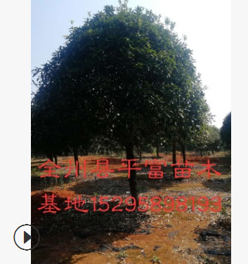 基地直銷桂花樹10之25公分