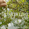 金彈子苗