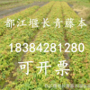 五葉地錦爬山虎爬墻虎基地