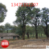 廣西低分支高分支香樟樹40公分，廣西香樟樹，桂林香樟樹