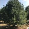 長期種植出售3米白皮松帶土球發(fā)貨土壤適應強工程綠化3米白皮松