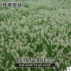 批發(fā)供應(yīng)優(yōu)質(zhì)狼尾草苗 四季常青 耐踐踏 量大優(yōu)惠