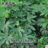 批發(fā)工程用苗 綠化苗木 優(yōu)質(zhì)八角金盤小苗 園林綠化