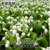 批發(fā)供應(yīng)盆栽花苗 白色茉莉花苗木 盆栽植物