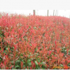 供應(yīng)紅葉小波，金葉女貞，紅葉石楠，紅王字錦帶，