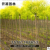 批發(fā)供應(yīng)工程樹苗 金葉國(guó)槐小樹苗3-8公分金葉槐樹苗