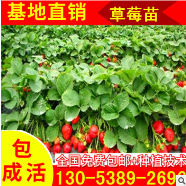露地豐產草莓苗 大棚專用草莓苗 脫毒殺菌無公害草莓苗指導 章姬
