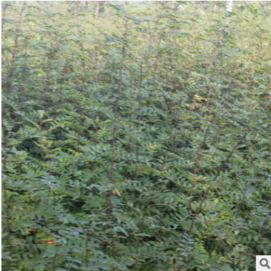 大量批發(fā)大紅袍花椒苗 九葉青花椒小苗 掛果率高花椒苗 歡迎考察