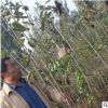 泰安基地直銷品種純正櫻桃苗 長期出售優質當年櫻桃樹苗 根系發達