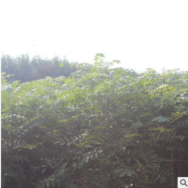 泰安紅油香椿樹(shù)全新上市了 綠沃苗木銷(xiāo)售中心特價(jià)批發(fā)優(yōu)質(zhì)香椿樹(shù)