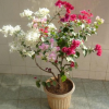 盆栽/地栽多色三角梅花苗庭院攀援花卉綠植重瓣批發(fā)三角梅盆栽