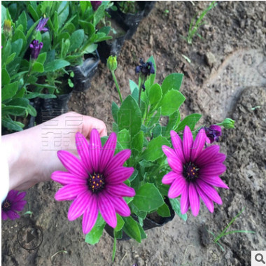 營養(yǎng)缽南非萬壽菊 南非萬壽菊花苗基地出售 秋季時令草花大全