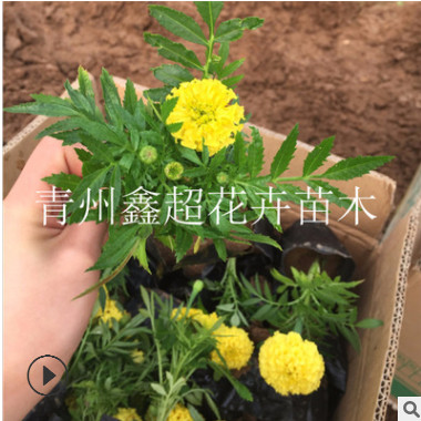 營養(yǎng)缽萬壽菊 青州萬壽菊花苗報價 萬壽菊栽植注意事項