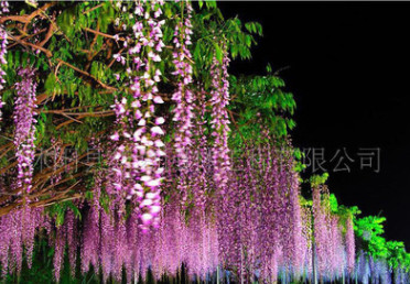 大量供應優(yōu)質(zhì)紫藤 庭院別墅美化5年苗木價格70元,大小都有