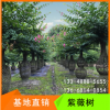 紫薇花瓶四川成都溫江紫薇造型景觀樹(shù)紫薇編藝