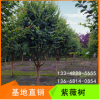 紫薇樹(shù)大紅紫薇樹(shù)成都直銷(xiāo)景觀百日紅紫薇樹(shù)綠化工程樹(shù)