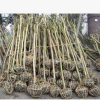 紫薇樹(shù)四川成都紅花紫薇樹(shù)紫薇樹(shù)基地批發(fā)