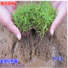 批發基地直銷供應 金錢松樹苗 金錢松小苗