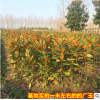 廣玉蘭樹苗 小區綠化行道樹 廣玉蘭小苗南北方