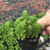 青州基地大量供應多肉植物 支持批發(fā) 盆栽植物