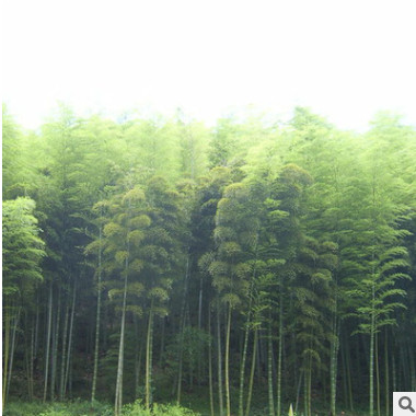 北京苗圃供應(yīng)苗木竹子 毛竹 送貨上門成活可負(fù)責(zé)栽植 可開(kāi)票
