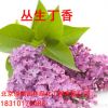 丁香花苗 庭院陽臺盆栽地栽植物 丁香花樹苗 盆栽花卉開花綠植