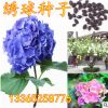繡球花卉種子 繡球種子可變色 室內(nèi)凈化空氣繡球盆栽種子顏色齊全