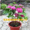 庭院花卉牡丹種子 洛陽牡丹種子花卉發(fā)芽率高 多花重瓣牡丹種子