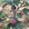 無花果樹苗 四季水果苗果樹苗南方北方室內盆栽陽臺種植當年結果