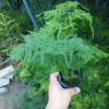 批發辦公室創意綠植盆栽 矮文竹 90迷你植物花卉盆栽
